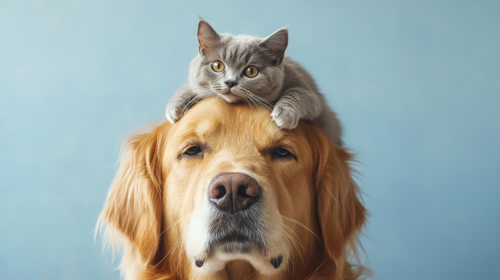 Futterumstellung bei Hund & Katze – stressfrei in 4 Wochen
