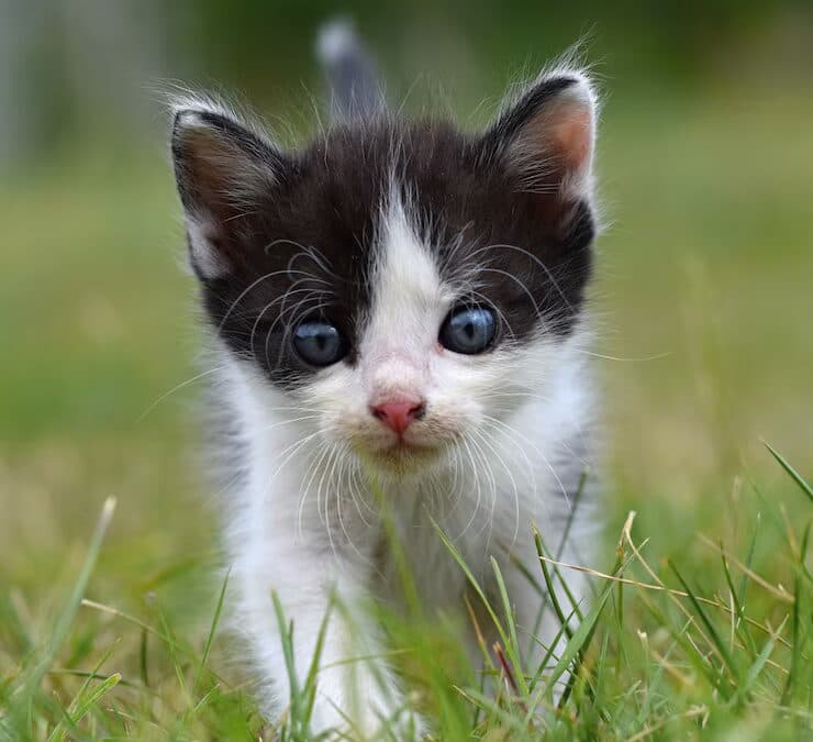 Gesund ernährt – aber reicht das deiner Katze wirklich?