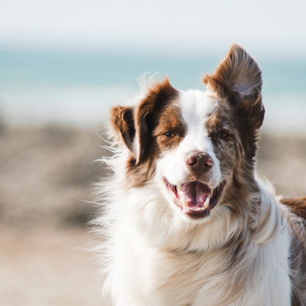 Hunde