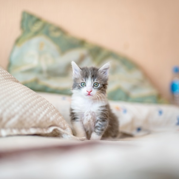 Katzen